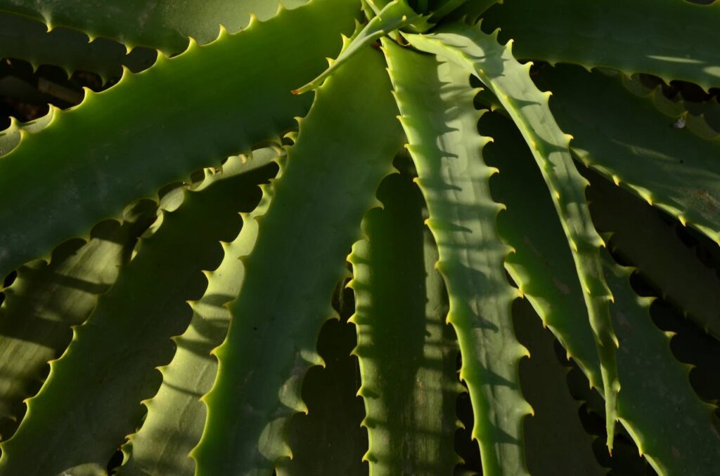 Soothing Aloe Vera Gel | DIY Aloe Vera Gel Recipes